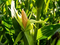 fb-corn-wet-milling