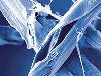 pp-reasearchdevelopment-focusonfibers
