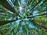 CircleToZero_Forest